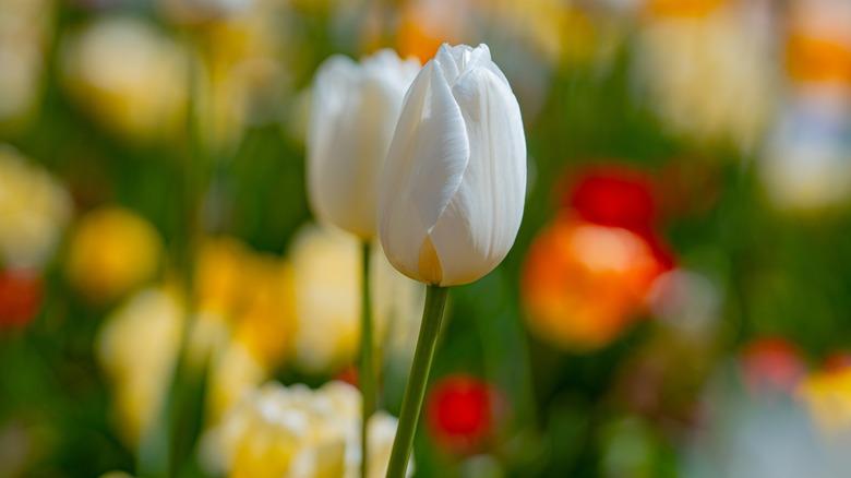 A white tulip flowers in front of a blurry backdrop with various colored flowers.