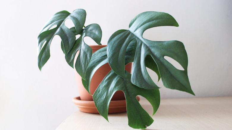 A mini monstera plant in a clay pot on a white background