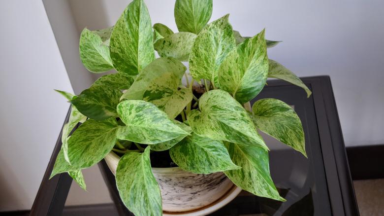 A "Marble Queen" pathos houseplant in a pot on a black end table.