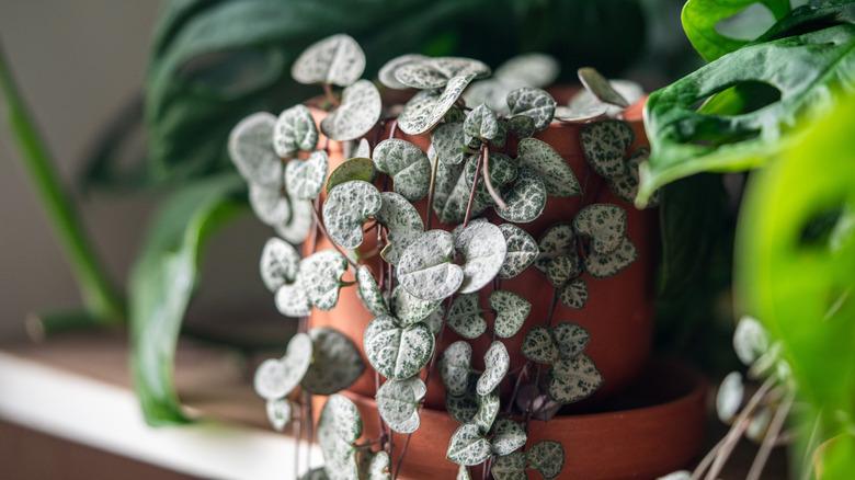 A string of hearts plant growing over the side of a clay pot on a shelf with other indoor plants.