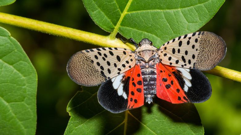 spotted lanternfly insect on a bright green leaf