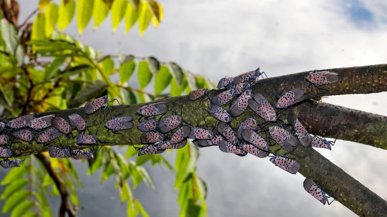 spotted lanternfly infestation on tree branch