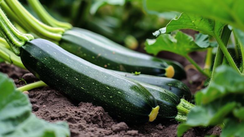 zucchini in dirt in garden