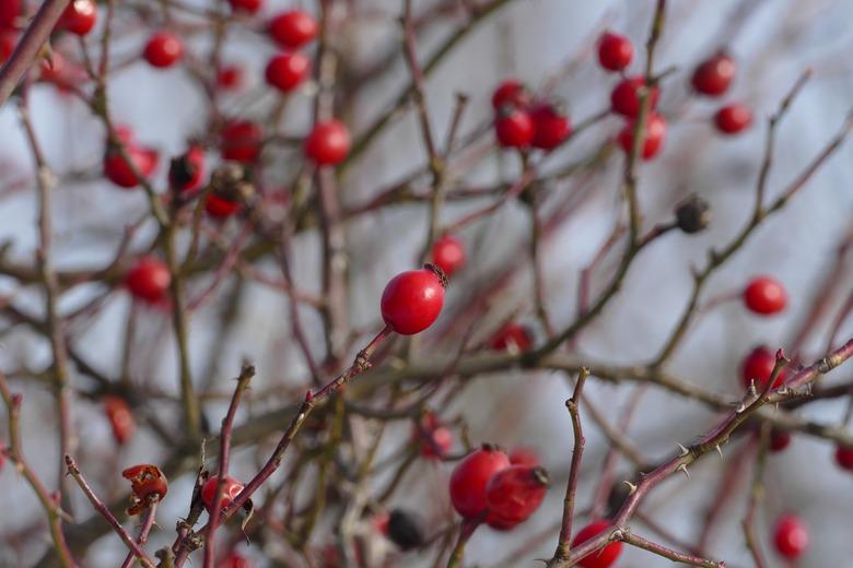 Red rose hips on branch