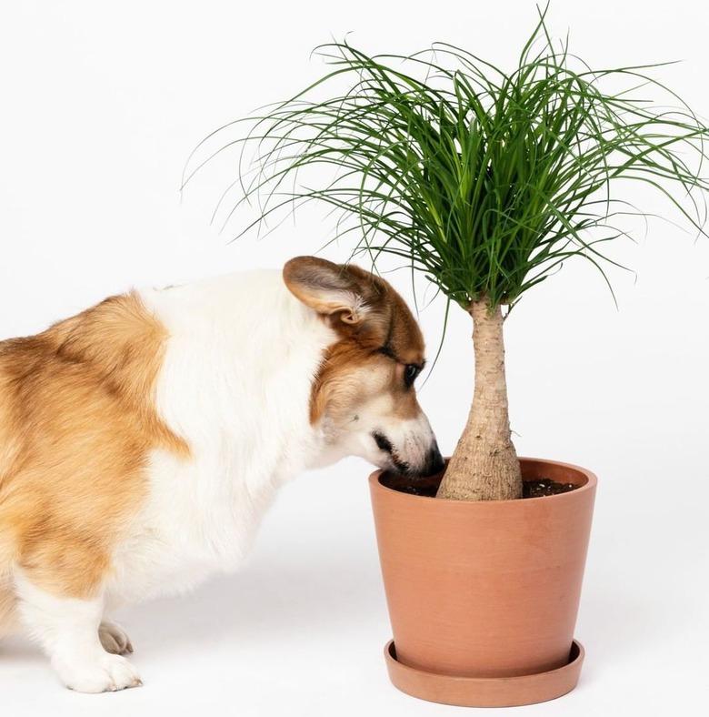 puppy sniffing plant