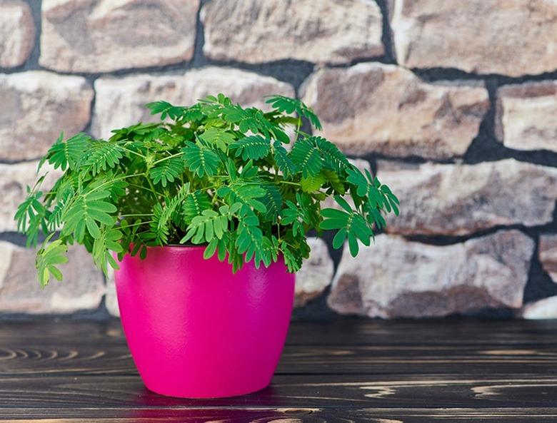 The sensitive plant (Mimosa pudica)