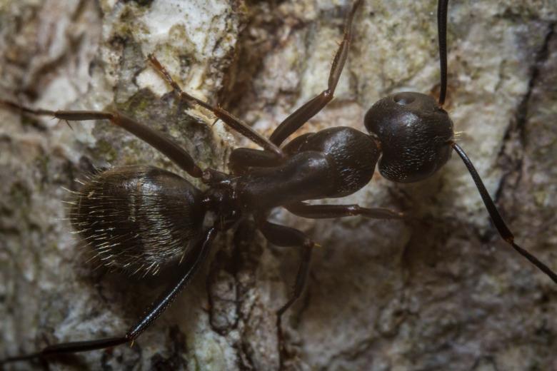 Black Carpenter Ant Macro