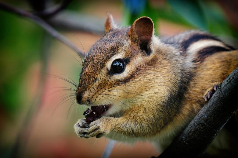 Chipmunk devouring berries.