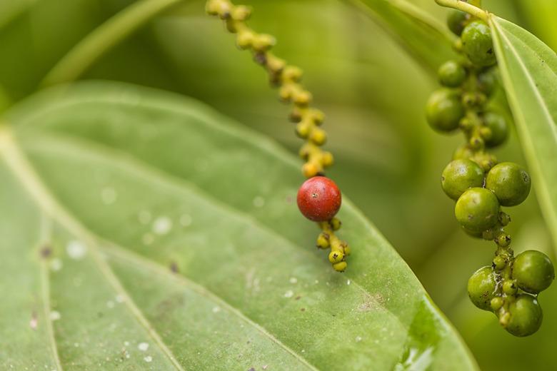 Fresh peppercorn