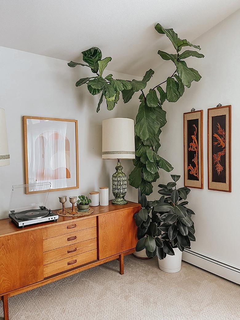 Fiddle leaf fig plant with a wood sideboard, with retro, green and neutral accents.