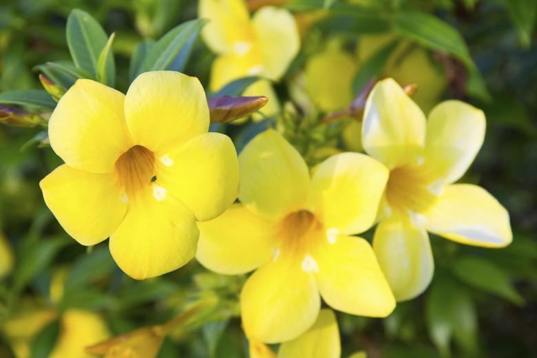 Golden trumpet flower