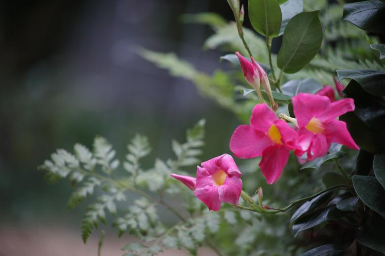 tropical flowers