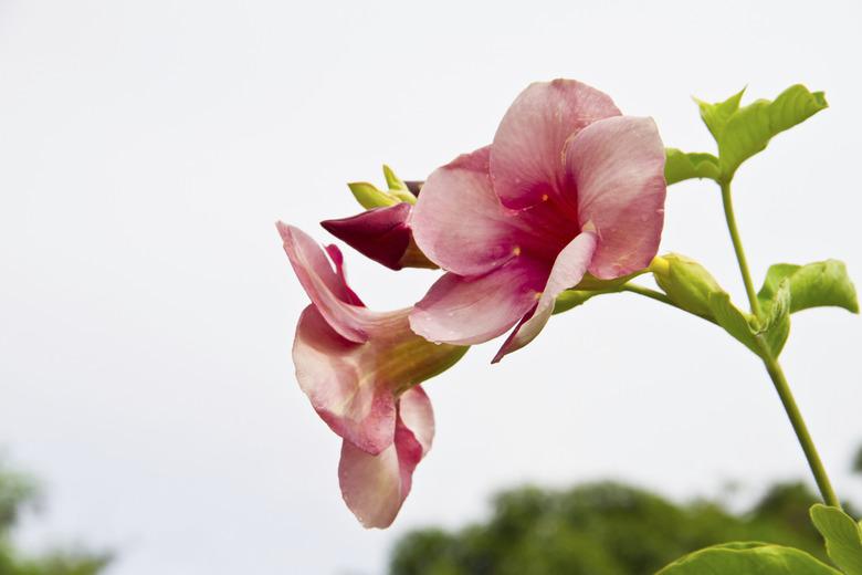 Allamanda Flowers, Saritaea magnifica Duyand, Purple Bignonia