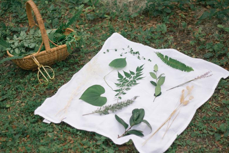 Gathering plants to make sun prints