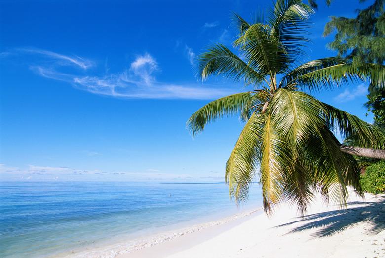 Palm tree on beach