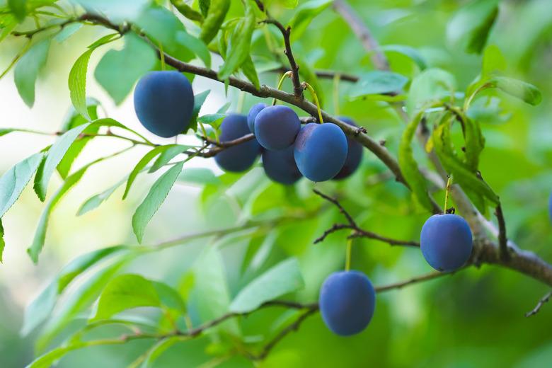 Large number of fruits of damson plum hanging on a tree. Prunus domestica insititia