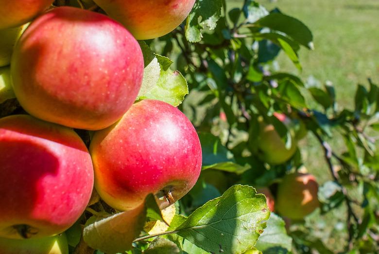 Closeup of McIntosh Apples on a tree branch