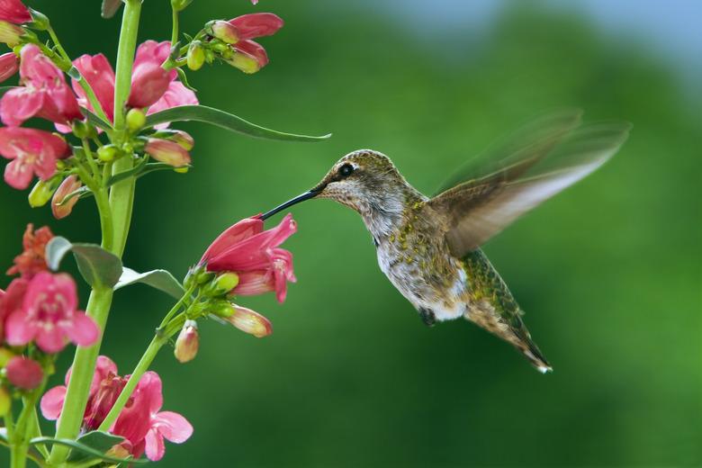 Hummingbird and flowers