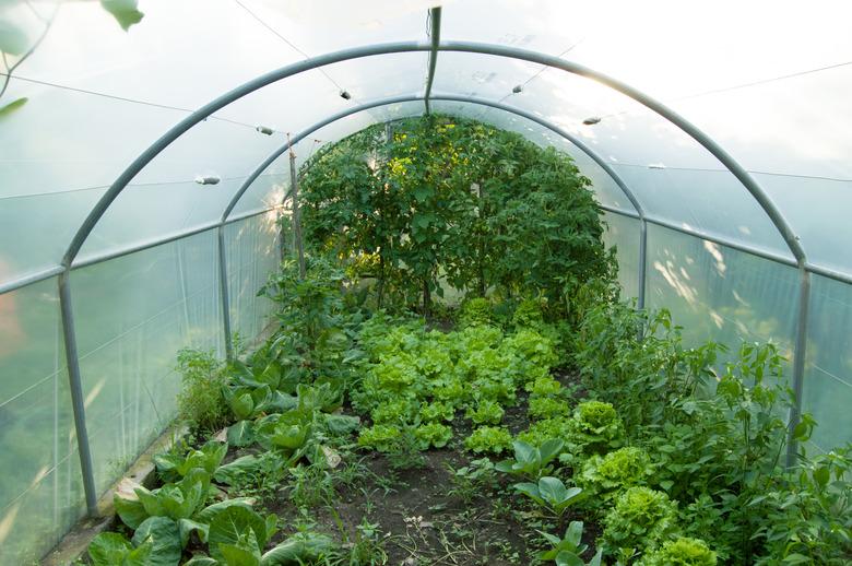 lettuces and vegetables grow in a greenhouse