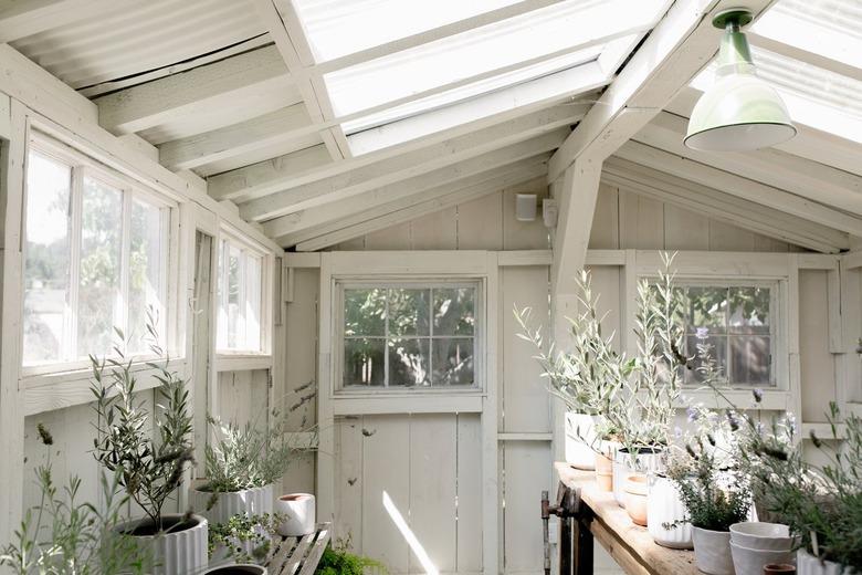 Interior of a greenhouse with wood tables, and plants in white planters.