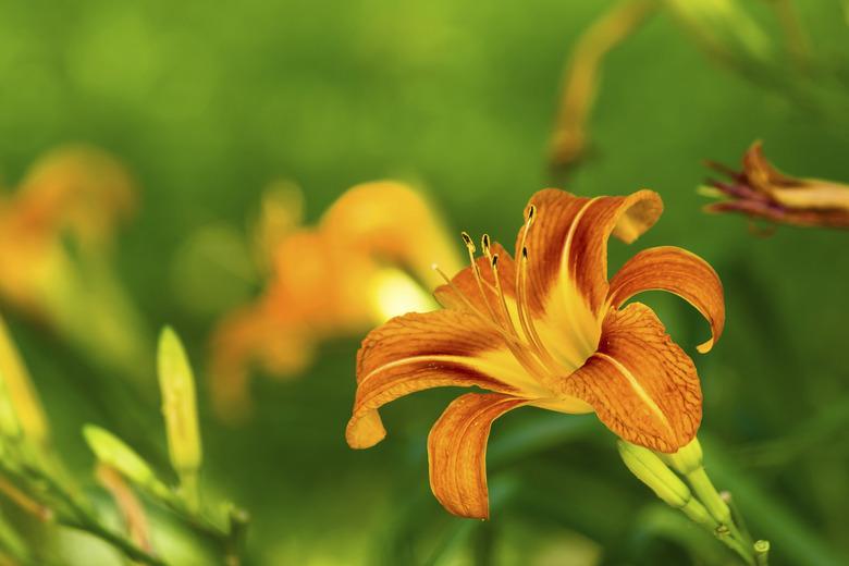 Orange Daylilies