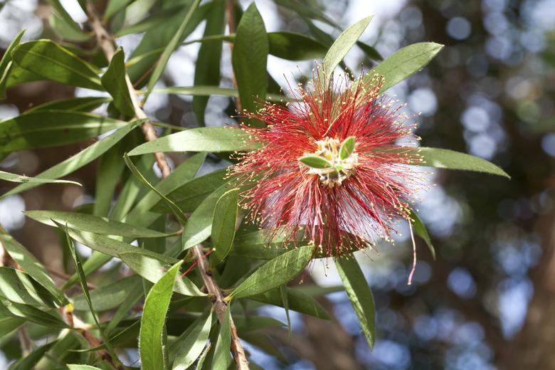 Callistemon citrinus