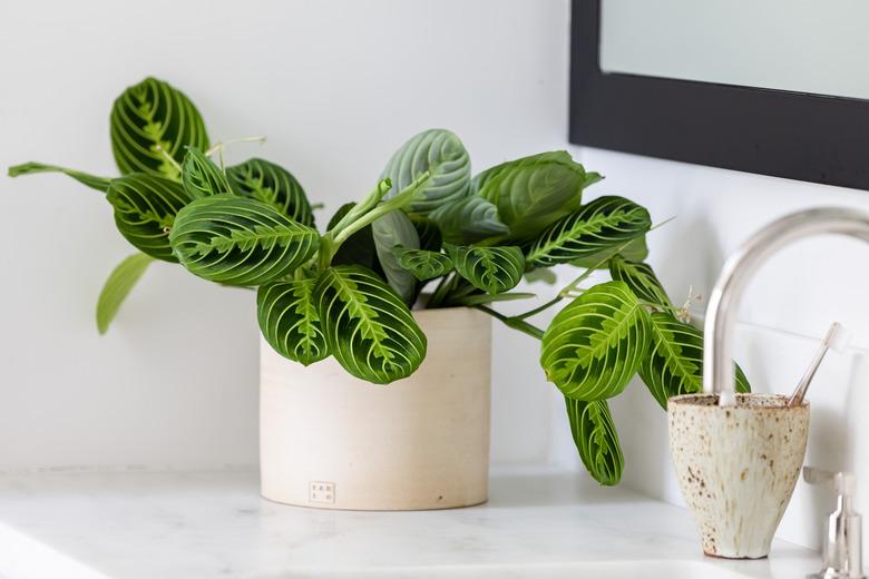 Prayer plant in cream colored planter