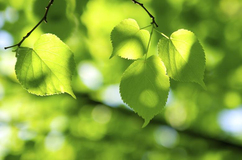 Green leaves in sunlight