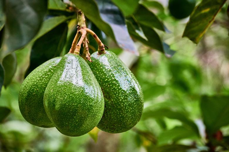 Avocado fruits growing on a tree