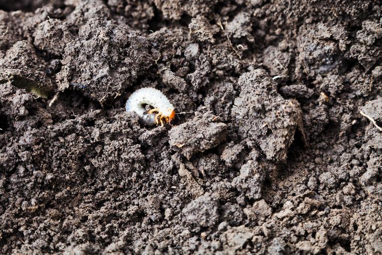 white grub of cockchafer