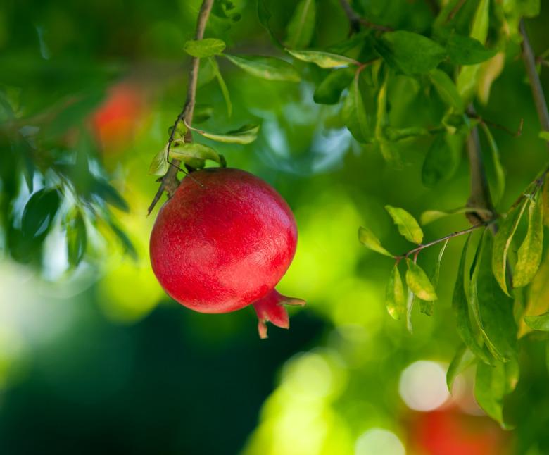 Ripe pomegranate hanging on a tree