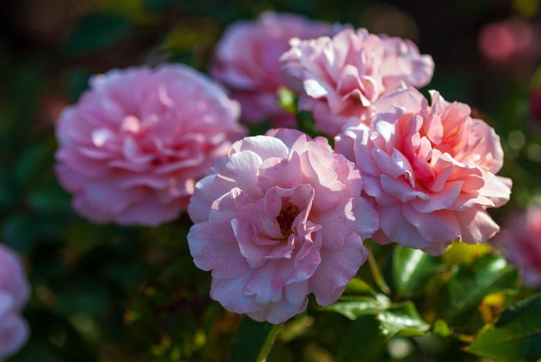 Light pink Floribunda rose blooming. Rosa Botticelli Introduced in France by Meilland