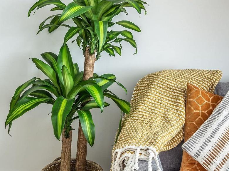 Dracaena Massangeana live corn plant in living room.