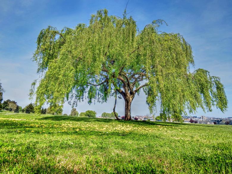 Forest Scene. Willow