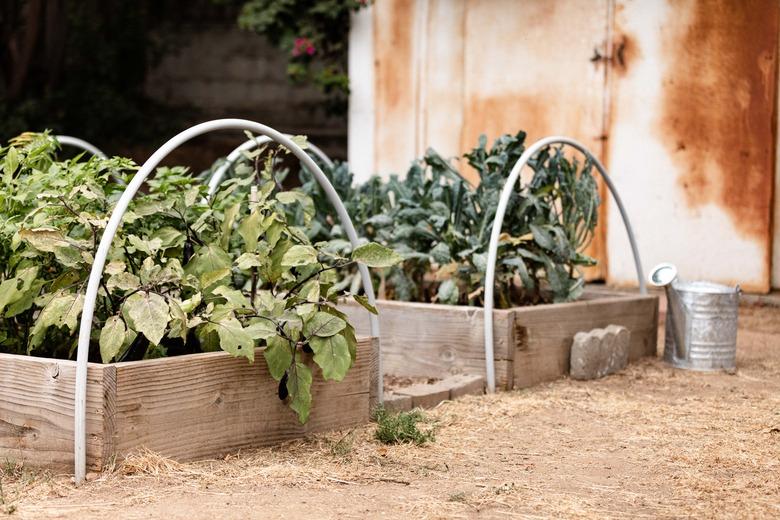 garden in backyard of house