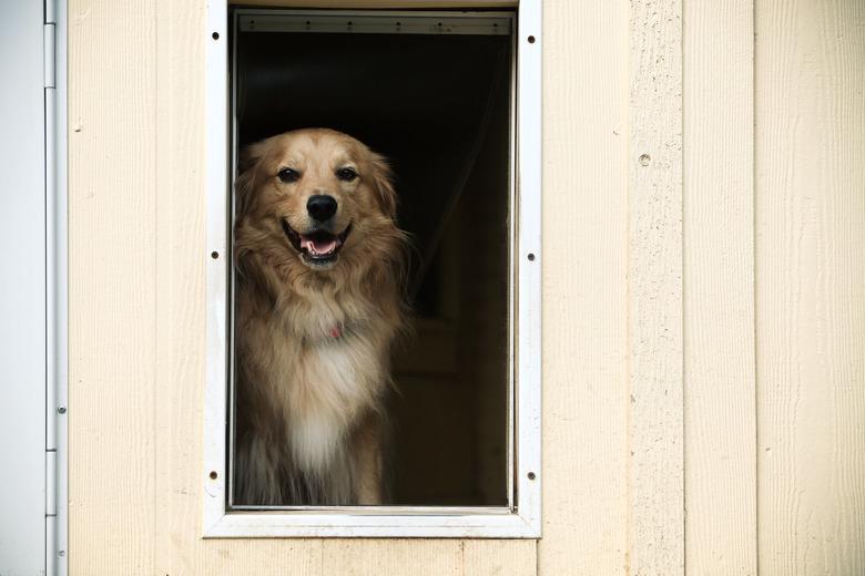 Doggie Door