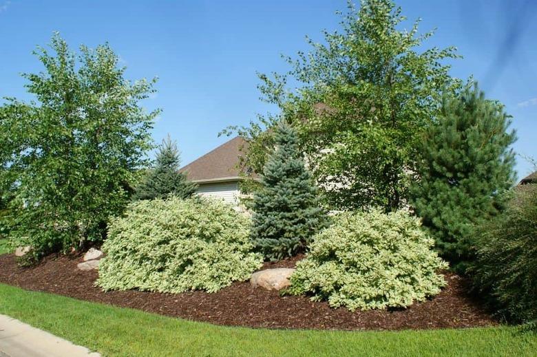 Large berm with trees and shrubs.