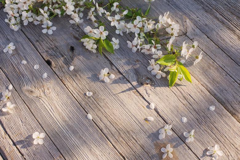 spring flowers on old wooden background