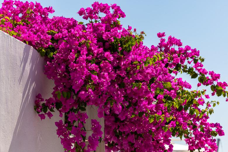 Blooming bougainvillea.