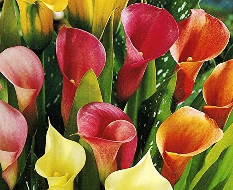 Calla Lilies