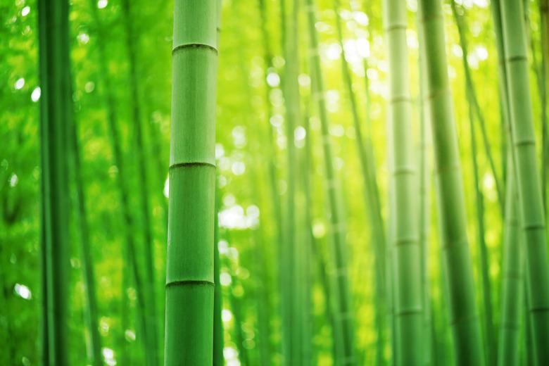 Bamboo forest