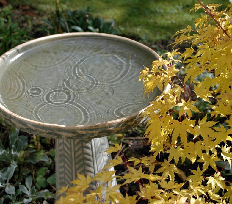 Birdbath and maple tree.