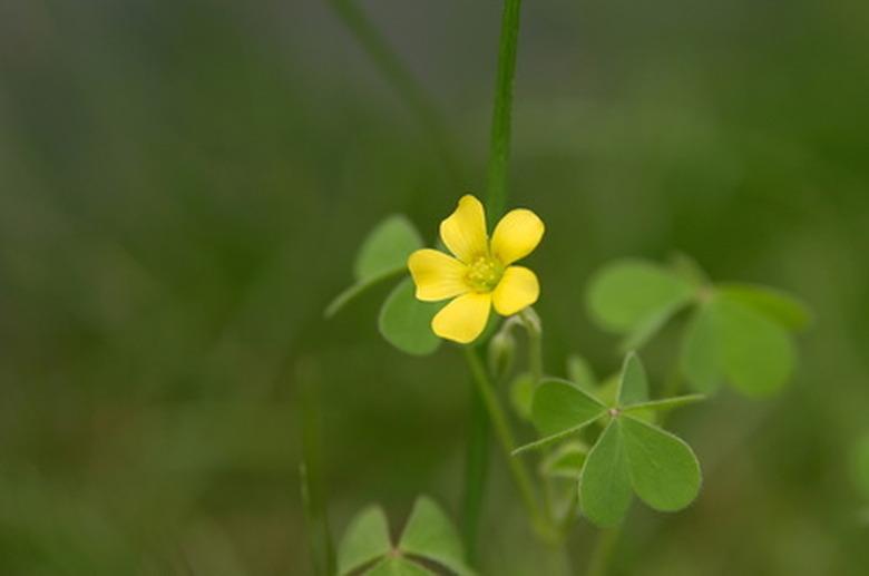 yellow flower