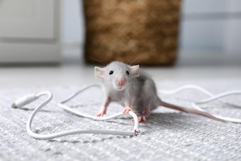 Mouse with chewed electric wire on floor indoors.