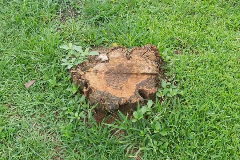 tree stump on the green grass