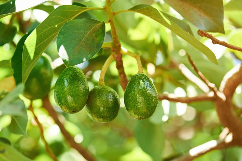 Group of avocados hang on tree