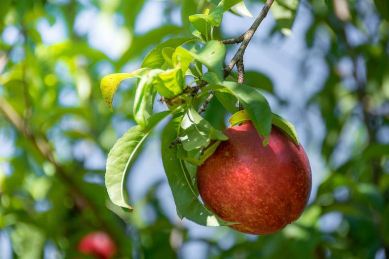 Single ripe nectarine hangs from tree ready for harvest