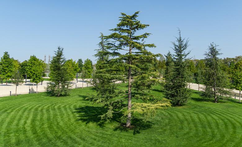 Beautiful Lebanon Cedar tree (Cedrus libani) with group of young lebanon cedars on lush green lawn in public landscape city Park Krasnodar or Galitsky Park in sunny autumn 2020