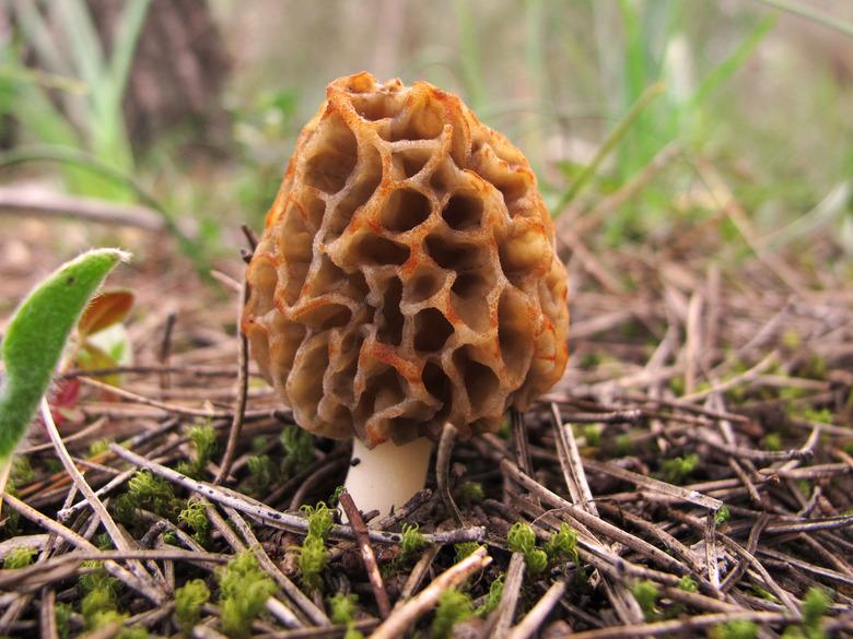 Morel mushroom