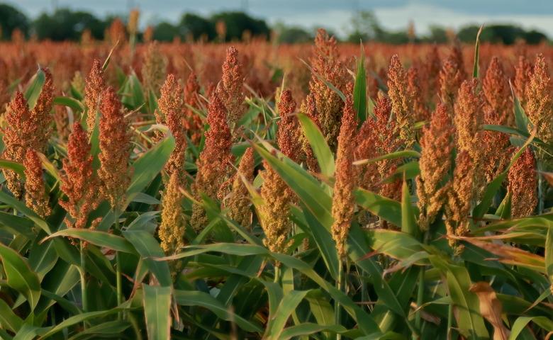 Healthy growing crop of sorghum